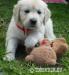 Prodám štěňata - Zlatý retrívr - Golden retriever - Prodej