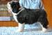Bearded collie - Prodej
