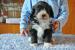 Bearded collie - Prodej