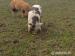 Pastevní prasátka Kune kune - Prodej