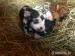 Pastevní prasátka Kune kune - Prodej