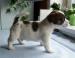 Jack Russell Terier - Prodej
