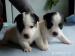 Jack Russell Terier - Prodej