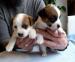 Jack Russell Terier - Prodej