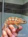 Chameleon pardali Tamatave Samecek - Prodej