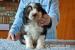 Bearded collie - Prodej