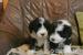 Bearded collie - Prodej