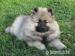 Německý špic vlčí / Keeshond - Prodej