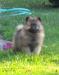 Německý špic vlčí / Keeshond - Prodej