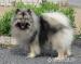 Německý špic vlčí / Keeshond - Prodej