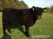 prodám plemenné jalovice Galloway - Prodej