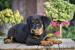 Beauceron  - Prodej
