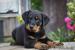 Beauceron  - Prodej
