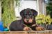 Beauceron  - Prodej
