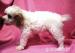 Lagotto Romagnolo - Italský vodní pes - Prodej