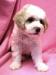Lagotto Romagnolo - Italský vodní pes - Prodej