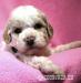 Lagotto Romagnolo - Italský vodní pes - Prodej