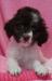 Lagotto Romagnolo - Italský vodní pes - Prodej