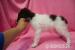 Lagotto Romagnolo - Italský vodní pes - Prodej