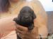 Flat coated retriever sPP - Prodej