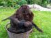Flat coated retriever sPP - Prodej