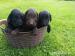 Flat coated retriever sPP - Prodej