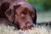 Labrador retriever štěňata s PP - Prodej