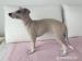 WHIPPET - ŠTĚŇÁTKA - Prodej
