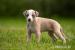 WHIPPET - ŠTĚŇÁTKA - Prodej