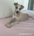WHIPPET - ŠTĚŇÁTKA - Prodej