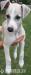 WHIPPET - ŠTĚŇÁTKA - Prodej