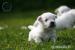 Westík- West Highland White Terrier s PP - Predaj