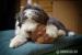 Bearded collie - Prodej