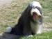 Bearded collie - Prodej