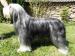 Bearded collie - Prodej