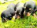 Slovenský kopov- štěňata - Prodej