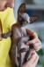 Kočička kanadský sphynx černá - Prodej