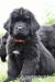 Nowofundland,Nowofundlandy,Szczenięta ZKwP/FCI - Sprzedaż