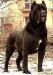 Cane Corso s PP - Predaj