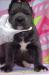 Cane Corso s PP - Predaj