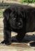 Cane Corso s PP - Predaj