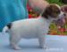 jack russell terier - Prodej