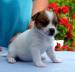 jack russell terier - Prodej