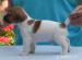 jack russell terier - Prodej