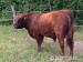 Prodám plemenného býka Galloway - Prodej