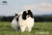 Pomeranian s PP - Prodej
