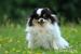 Pomeranian s PP - Prodej