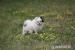 Pomeranian s PP - Prodej