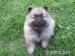 Německý špic vlčí / Keeshond - Prodej