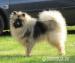 Německý špic vlčí / Keeshond - Prodej
